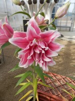 [4235 Isabella No02.JPG]